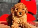 Toy Poodle Bebekler