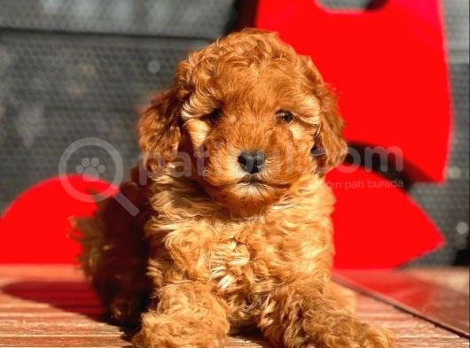 Toy Poodle Bebekler görsel