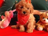 Safkan Toy Poodle Yavrularımız