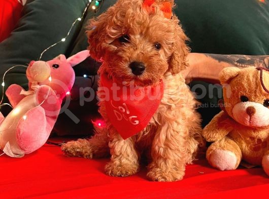 Safkan Toy Poodle Yavrularımız