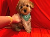 Safkan Toy Poodle Yavrularımız
