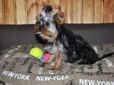 Fci Evraklı Yorkshire Terrier