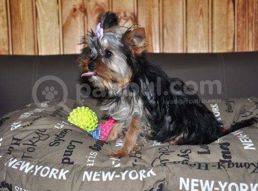 Fci Evraklı Yorkshire Terrier