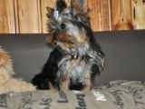 Fci Evraklı Yorkshire Terrier
