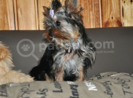Fci Evraklı Yorkshire Terrier görsel