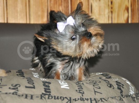 Fci Evraklı Yorkshire Terrier görsel