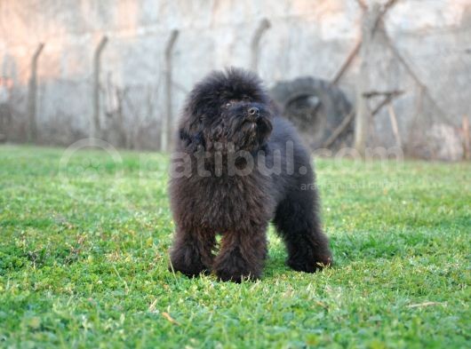 Siyah Toy Poodle