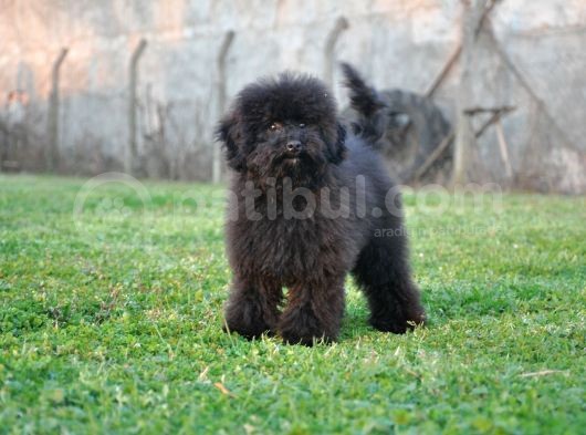 Siyah Toy Poodle görsel