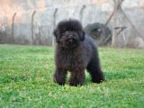Siyah Toy Poodle