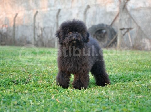 Siyah Toy Poodle görsel