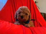 Safkan Toy Poodle Yavrularımız