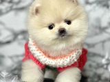 Safkan Pomeranian Boo Yavrularımız