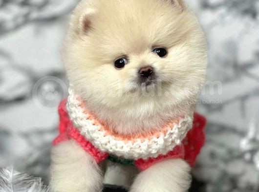 Safkan Pomeranian Boo Yavrularımız