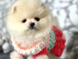 Safkan Pomeranian Boo Yavrularımız
