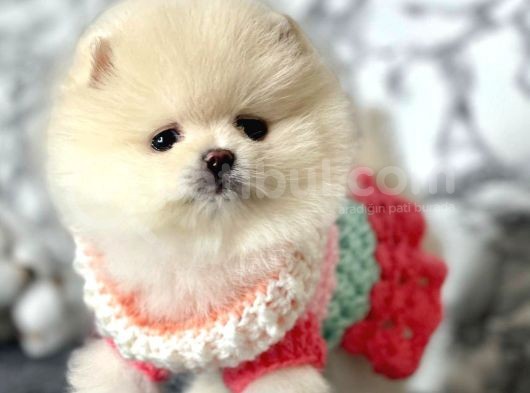 Safkan Pomeranian Boo Yavrularımız görsel