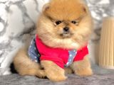 Safkan Pomeranian Boo Yavrularımız