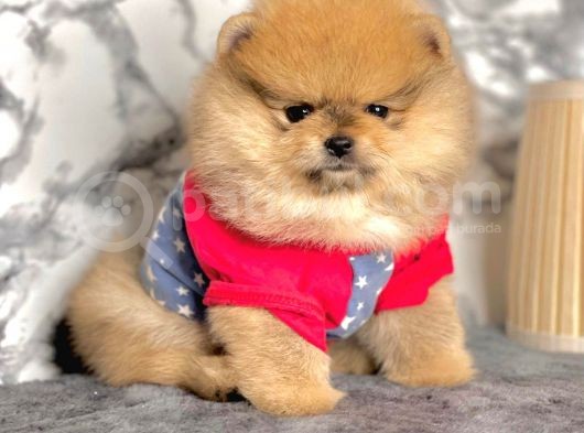 Safkan Pomeranian Boo Yavrularımız görsel
