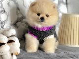 Safkan Pomeranian Boo Yavrularımız