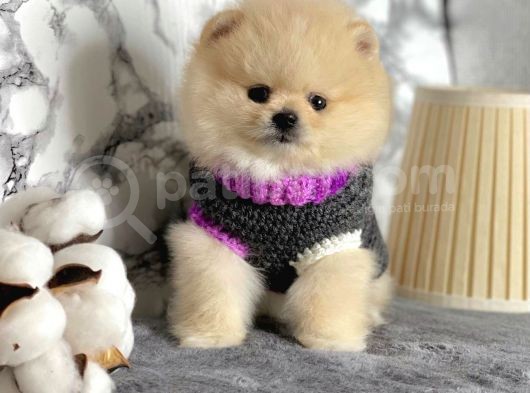 Safkan Pomeranian Boo Yavrularımız görsel