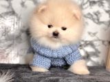 Safkan Pomeranian Boo Yavrularımız