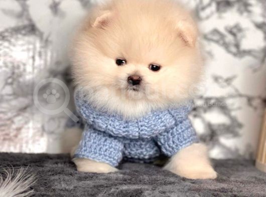 Safkan Pomeranian Boo Yavrularımız görsel