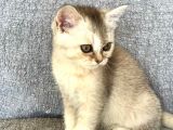 Safkan Silver Dişi British Shorthair