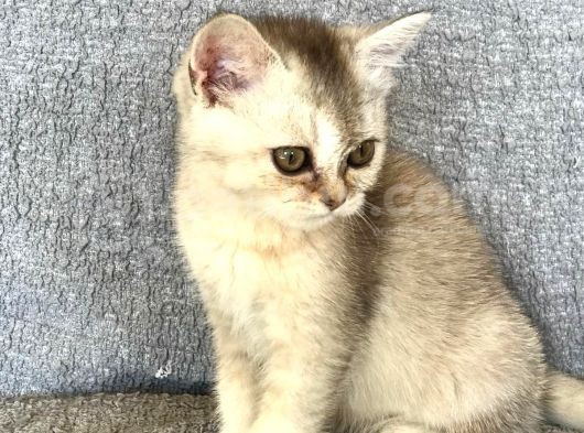 Safkan Silver Dişi British Shorthair