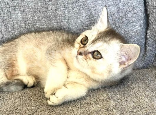 Safkan Silver Dişi British Shorthair görsel