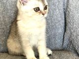 Safkan Silver Dişi British Shorthair