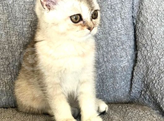 Safkan Silver Dişi British Shorthair görsel
