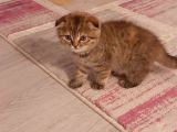 Scottish Fold Brown Tabby