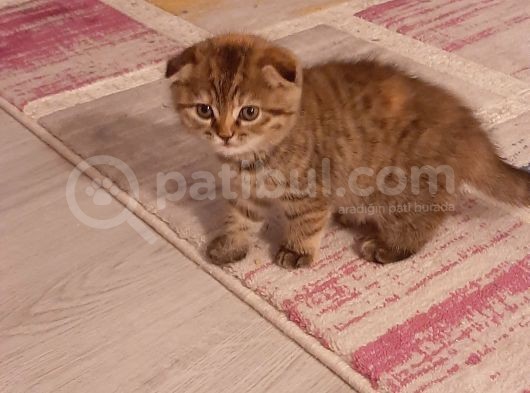 Scottish Fold Brown Tabby görsel