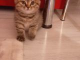 Scottish Fold Brown Tabby