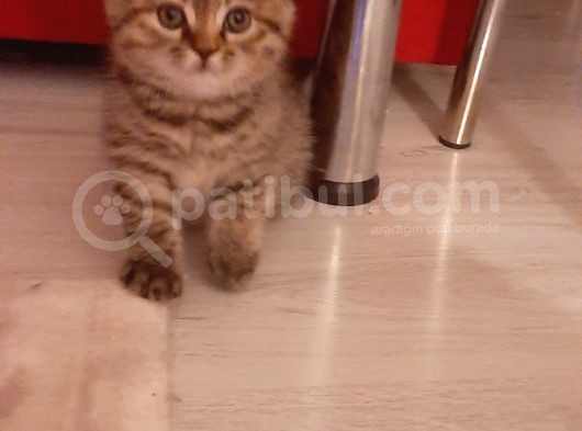 Scottish Fold Brown Tabby