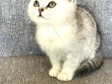 Safkan Silver Erkek