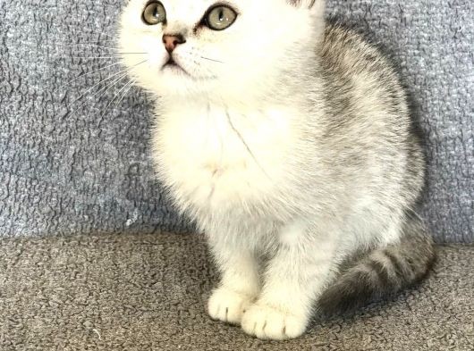Safkan Silver Erkek görsel