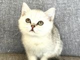 Safkan Silver Erkek