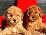 Toy Poodle Bebekler