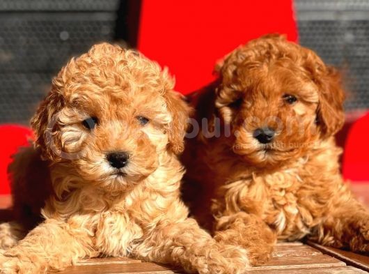 Toy Poodle Bebekler