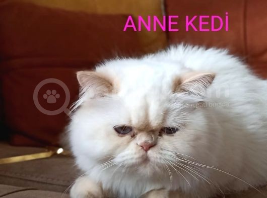 Safkan İran Persian Mavi Göz Şampanya Kürk Sağlıklı görsel