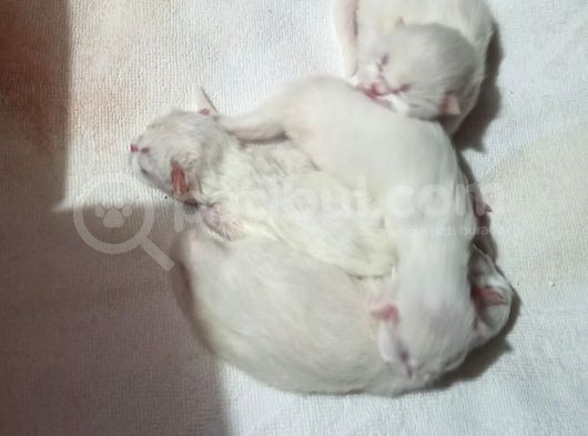 Safkan İran Persian Mavi Göz Şampanya Kürk Sağlıklı görsel
