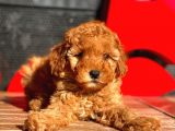 Toy Poodle Bebekler