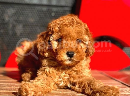 Toy Poodle Bebekler görsel