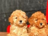 Toy Poodle Bebekler