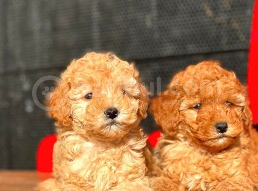 Toy Poodle Bebekler görsel