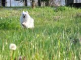 Fci Evraklı Dişi Pomeranian