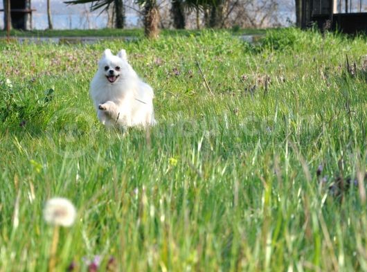 Fci Evraklı Dişi Pomeranian
