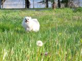 Fci Evraklı Dişi Pomeranian