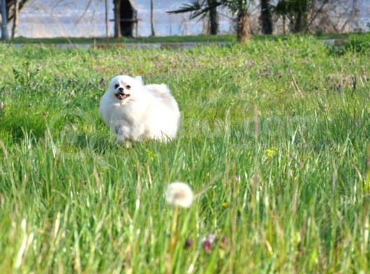 Fci Evraklı Dişi Pomeranian görsel
