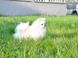 Fci Evraklı Dişi Pomeranian